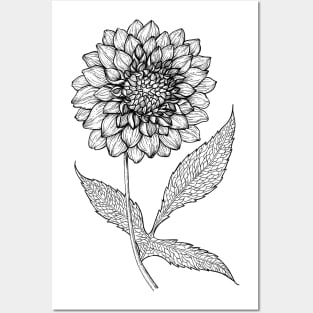 Dahlia hand drawn illustration Posters and Art